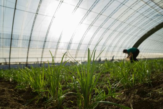 韭菜产地最新价格动态分析