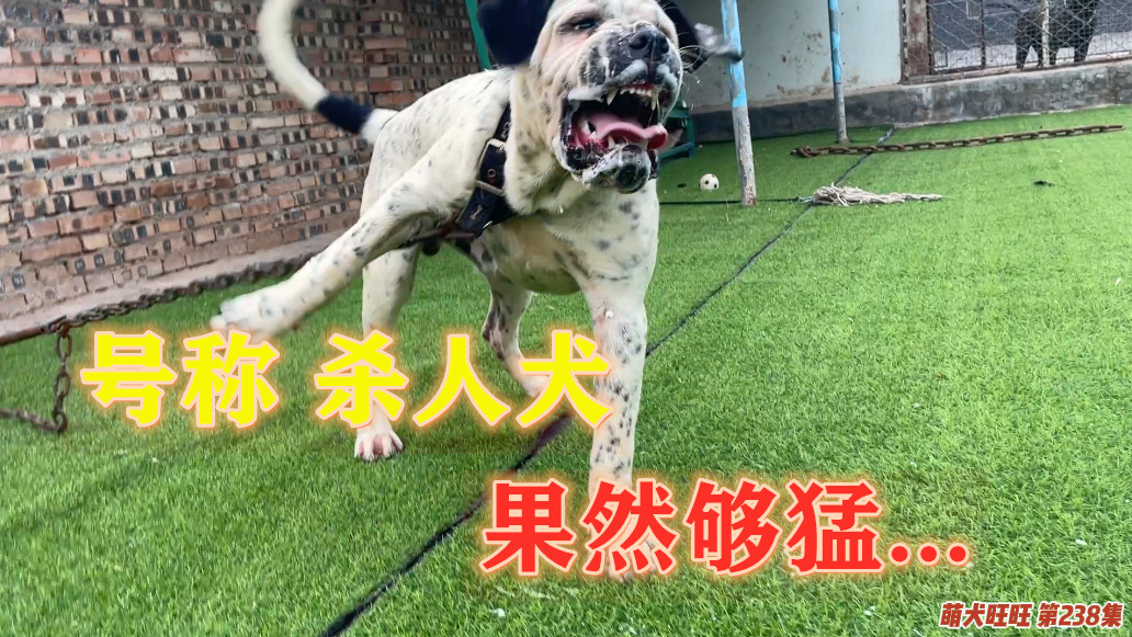 天一犬舍的最新长毛种公，探索长毛犬的魅力与独特之处